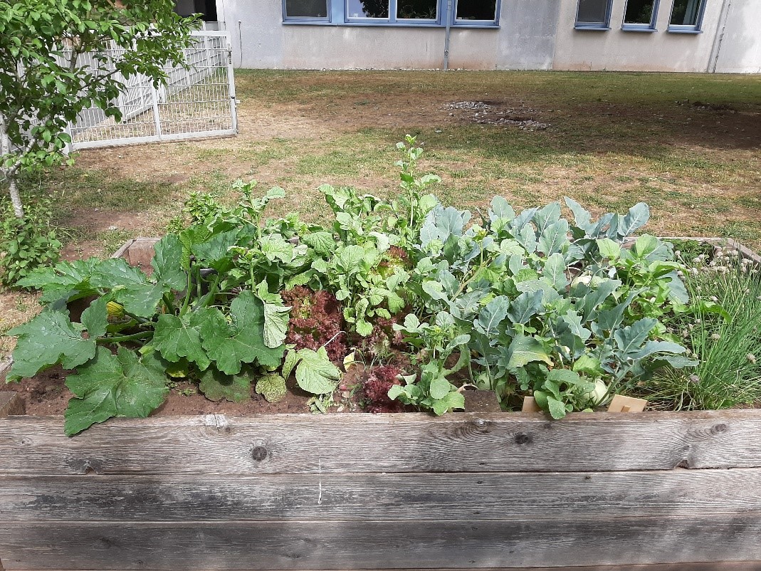 Schulgarten/ Hochbeet 2023